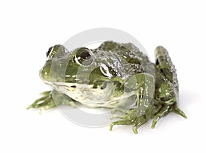 Common frog