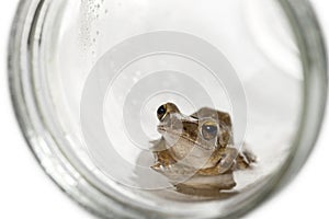 Common frog in a glass jar, isolated