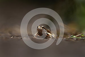 Common frog, grass frog, rana temporaria