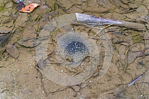 common frog or grass frog (Rana temporaria) spawn, the eggs deposited into water, spring