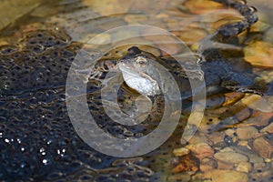 Common frog guarding frogspawn in a wildlife garden pond