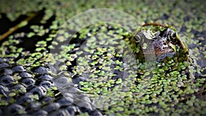 Common frog guarding its spawn, in a garden pond.