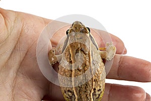 Common frog light brown climbs on a female hand, the concept of finding a partner or spouse