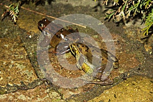 Common frog - mating at dusk