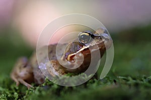 Common Frog on moss - front view with very narrow focus area