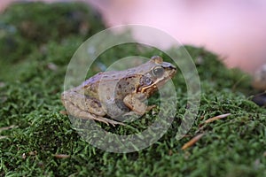 Common Frog on moss - macro shot