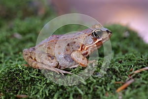 Common Frog on moss