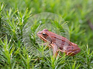 Common frog in the moss, Rana temporaria