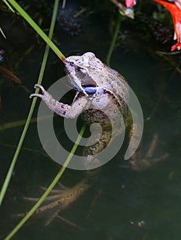 Common Frog peering out of the water - standing