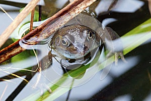 Common Frog in pond vegetation