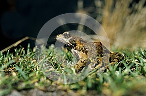 Common Frog, rana temporaria