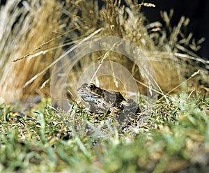 Common Frog, rana temporaria