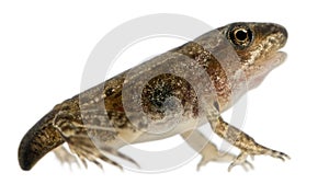 Common Frog, Rana temporaria photo