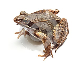 Common frog (Rana temporaria)