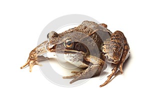 Common frog (Rana temporaria)