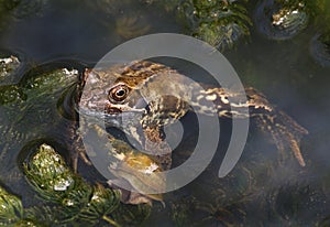 Common Frog, Rana temporaria.