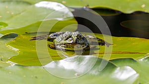 Common Frog (Rana temporaria)