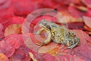 Common frog, Rana temporaria