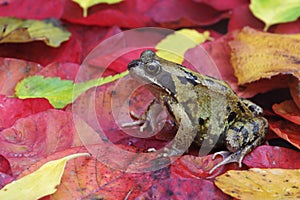 Common frog, Rana temporaria