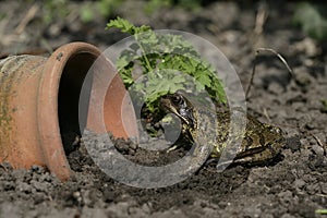 Common frog, Rana temporaria,