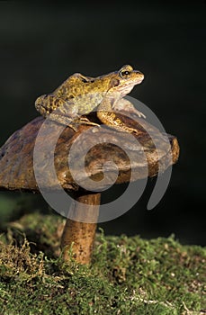 Common frog, Rana temporaria