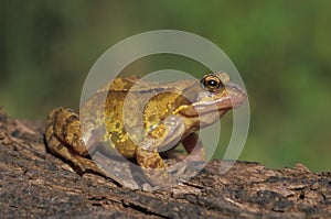 Common frog, Rana temporaria