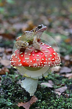 Common frog, Rana temporaria