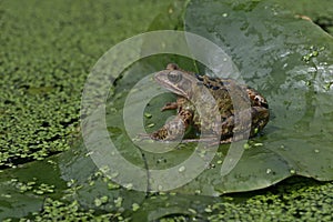 Common frog, Rana temporaria