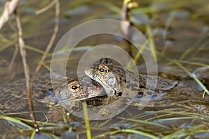 Common frog (Rana temporaria)