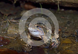 Common frog (Rana temporaria)