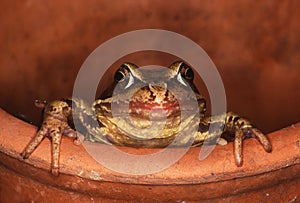 Common Frog - Rana temporaria