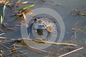 Common Frog (Rana temporaria)