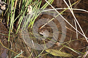 Common Frog (Rana temporaria)