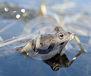 Common frog (Rana temporaria)