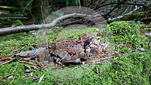 Common frog rana temporaria adult specimen photo