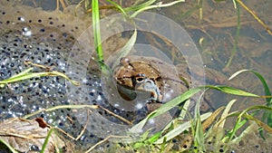 Common frog Rana temporaria, also known as European common frog in a pond with mountain frog eggs. Frogs spawning