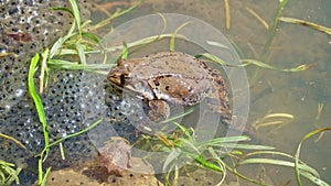 Common frog Rana temporaria, also known as European common frog in a pond with mountain frog eggs. Frogs spawning