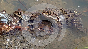 Common frog Rana temporaria, also known as European common frog in a pond with mountain frog eggs. Frogs spawning. Reproduction