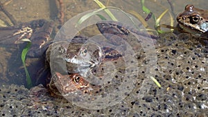 Common frog Rana temporaria, also known as European common frog in a pond with mountain frog eggs. Frogs spawning. Reproduction