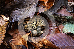 Common frog rana temporaria in autumn leaves