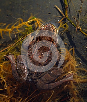 Common frog, Rana temporaria, backside of frog seen from above, sitting in a garden pond in Spring, April. Norway