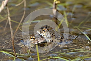 Common frog (Rana temporaria) photo