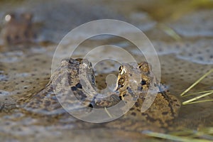 Common frog (Rana temporaria)