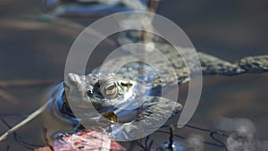 Common frog, Rana temporaria, floating and swimming in a pond in the cairngorms national park, in spring.