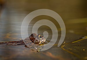 Common frog, Rana temporaria, in a garden pond in Norway. View from the side, reflection of frog in water. April, spring