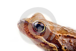 Common frog, half-length portrait, isolated on white background