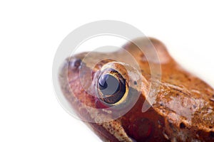 Common frog, half-length portrait, isolated on white background