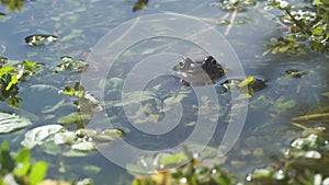 A common frog, Rana temporaria, has his eyes just above the water