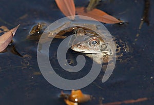 A Common Frog, Rana temporaria, just out of hibernation in spring in a pond amongst the spawn during breeding season. It is watchi