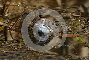 A Common Frog, Rana temporaria, just out of hibernation in spring in a pond spawning.